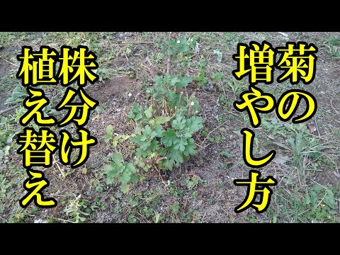 園芸 菊の栽培と手入れ
