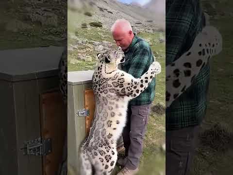 【雪豹重获自由的那一刻，令人无比动容。】