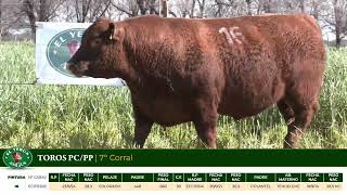 3 Toros PC/PP - Gregorio Aberasturi - Plaza Ganadera