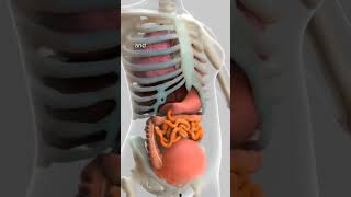 Look what happens to the internal organs of a pregnant woman #pregnant #mom #pregnancy