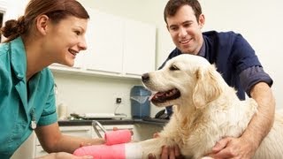 Steps to Becoming a Veterinarian