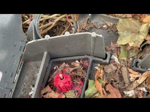 Ants Take Control of Rodent Bait Station in Point Pleasant Beach, NJ