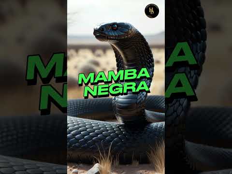 ☠ 5 MOST POISONOUS SNAKES IN THE WORLD ☠