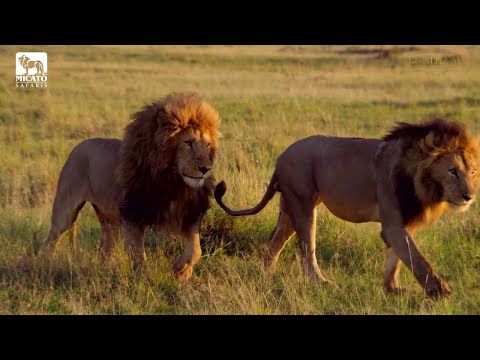 CECIL The legacy of a king Lion Documentary