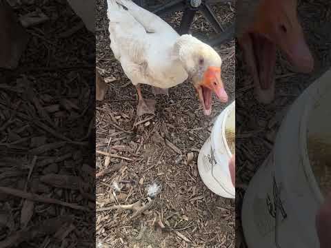Guard Geese: Permaculture's Feathery Protectors