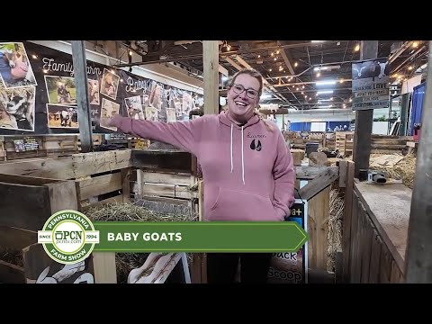Baby Goats | 2026 PA Farm Show