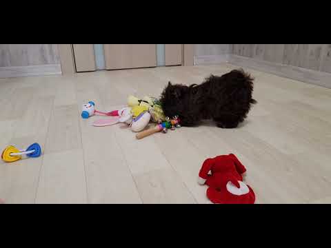 Yarel,  chocolate Yorkshire terrier girl mini, reserved