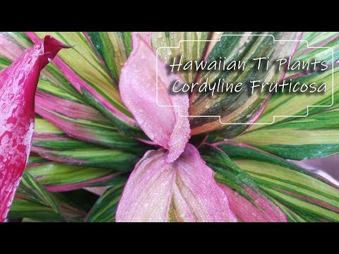 download lagu mp3 mp4 Do Cordylines Need Full Sun, download lagu Do Cordylines Need Full Sun gratis, unduh video klip Do Cordylines Need Full Sun