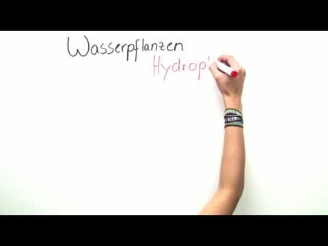 ANPASSUNG DER PFLANZEN | VERSCHIEDENE UMWELTVERHÄLTNISSE | Biologie | Ökologie