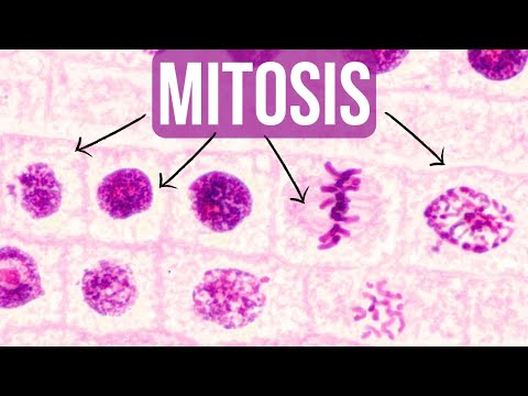 Mitosis --- Let's Learn the BASICS