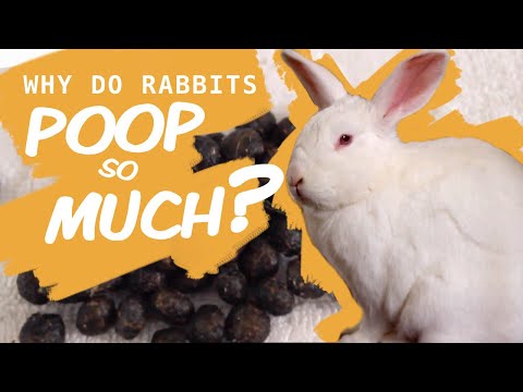 YouTube video about: Why do rabbits lay in their poop?