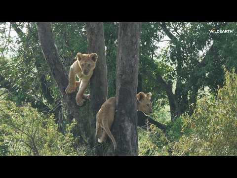 Why did the lion cubs climb the tree? - SafariLIVE Sunrise - 25 February 2026