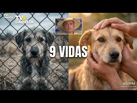 🐶 Rescatan nueve perros abandonados gracias a una acción de tutela