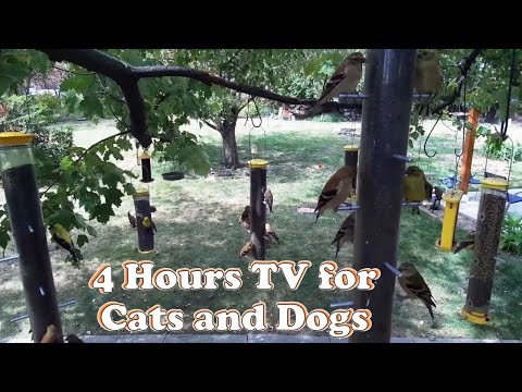 Unwind Your Cat's Mind with This 4-Hour Chill Session!