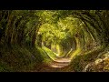 Peaceful Music, Relaxing Music, Beautiful Instrumental Music, "Beneath the Pines" by Tim Janis