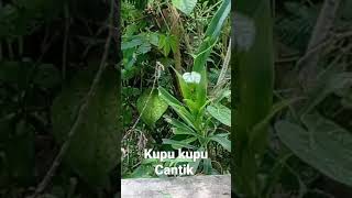 Download lagu kupu kupu liar mp3