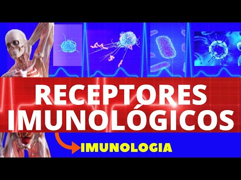RECEPTORES DA IMUNIDADE (ENSINO SUPERIOR) - SISTEMA IMUNOLÓGICO - IMUNOLOGIA BÁSICA