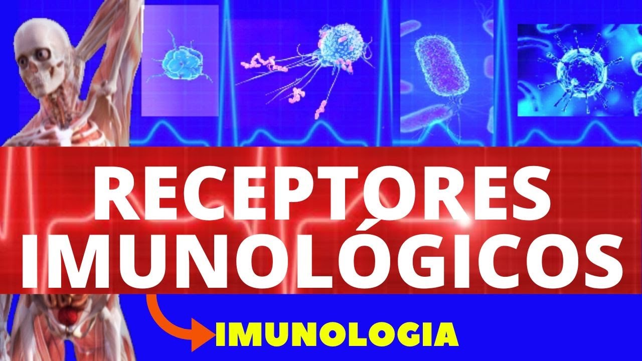 RECEPTORES DA IMUNIDADE (ENSINO SUPERIOR) - SISTEMA IMUNOLÓGICO - IMUNOLOGIA BÁSICA