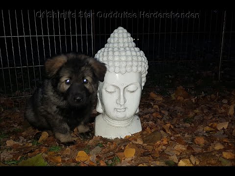 Oud duitse herder pupjes flying v stars dag 56