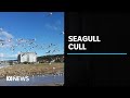 The Culling Of Seagulls In Launceston Has Divided The Northern Tasmanian Community ABC News