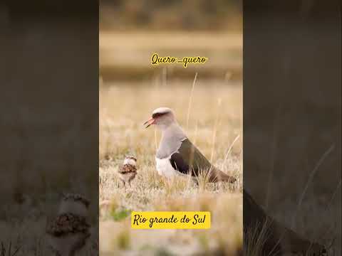 #quero_quero#gritodoquero#coxilha#campo#riograndedosul #pampas#gauchos