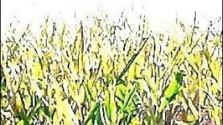 Yazoo  SOFTLY OVER 
