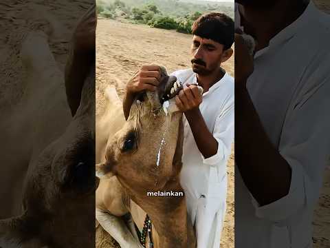 Disiksa?! Alasan Sebenarnya Orang Gurun Memaksa Unta Menelan Garam Kasar!