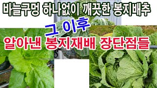 배추 봉지재배, 바늘구멍 하나 없이 깨끗한 봉지 배추 그 이후 & 알아낸 봉지재배 장단점들.(채소 봉지재배,…