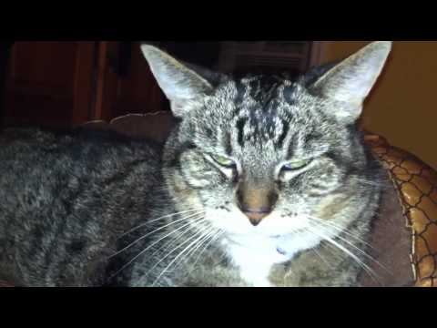 Cat facial twitches / seizure