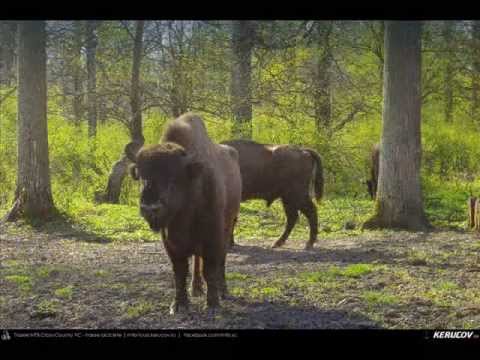 KERUCOV .ro: Traseu MTB Targoviste - Zimbraria Neagra Bucsani - Ploiesti