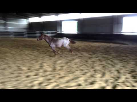 CHANCES BOONTIME ~ Sold for $15,000 at the 2014 NCHA Sale