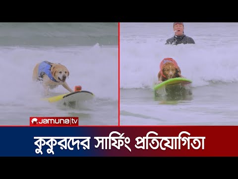 উত্তাল সাগরে সার্ফিংয়ে মত্ত কুকুর! একটি দুটি নয়, শতাধিক!! | Surfing Dog