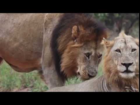 Plains Camp Males ~Birmingham Males ~ Tumbela Male