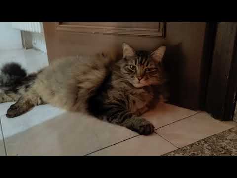 HO CHIESTO ALL' A. I. QUAL È IL SENSO DELLA VITA! NON CI CREDERETE MAI!!! 🤭🤫🫣