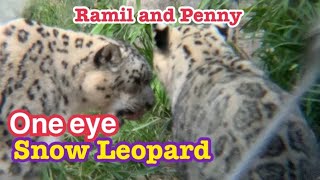 Download lagu 片目のユキヒョウラミールとペニー　one eye snow leopard 🐆 Ramil and Penny San Diego Zoo mp3