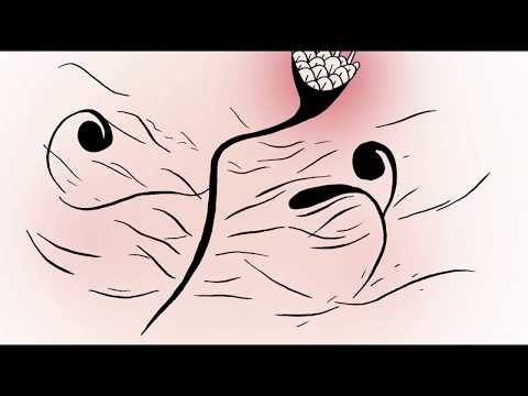 Joan Shelley "The Fading" (Official Video)