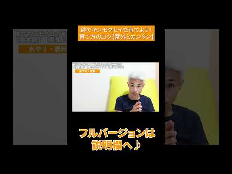 園芸 キンモクセイ、金木犀、中国オリーブ、茶オリーブ