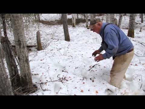 How To Judge The Size Of A Black Bear (Tracks Method)