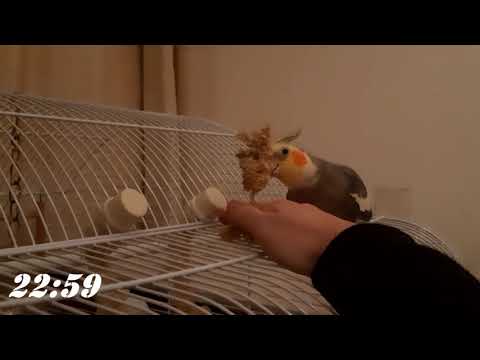 3rd YouTube video about how long can cockatiels be left alone