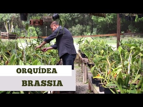 , title : 'Como Cuidar de Orquidea Brassia'