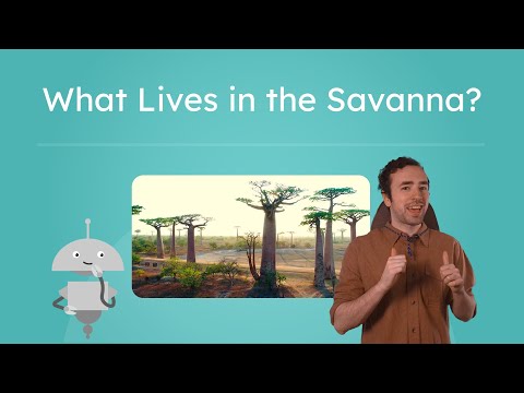 What Lives in the Savanna? - Savanna Biomes and Animal Life