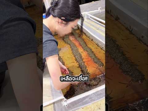 เชื่อว่าหลายคนยังไม่เคยเห็นไข่ของสัตว์ชนิดนี้ #เล่าเรื่อง #viral #สารคดี