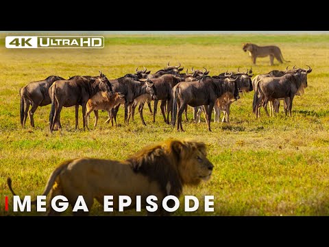 Apex Predators in the Animal Kingdom MEGA EPISODE | 4K UHD | Nature Animal Documentary