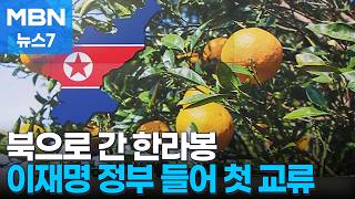 제주도, 북에 한라봉 묘목, 신장 투석기 보냈다…첫 지자체 남북교류 성사 [MBN 뉴스7]