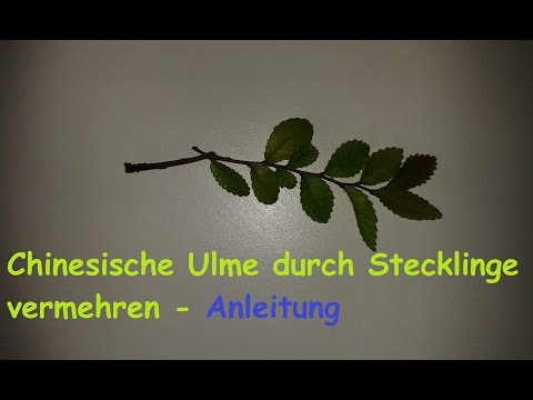 Growing Chinese elm (Ulmus parvifolia) from cuttings / Propagating cuttings / Instructions