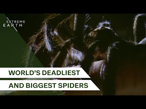 The World’s Most Terrifying Spiders | Giants