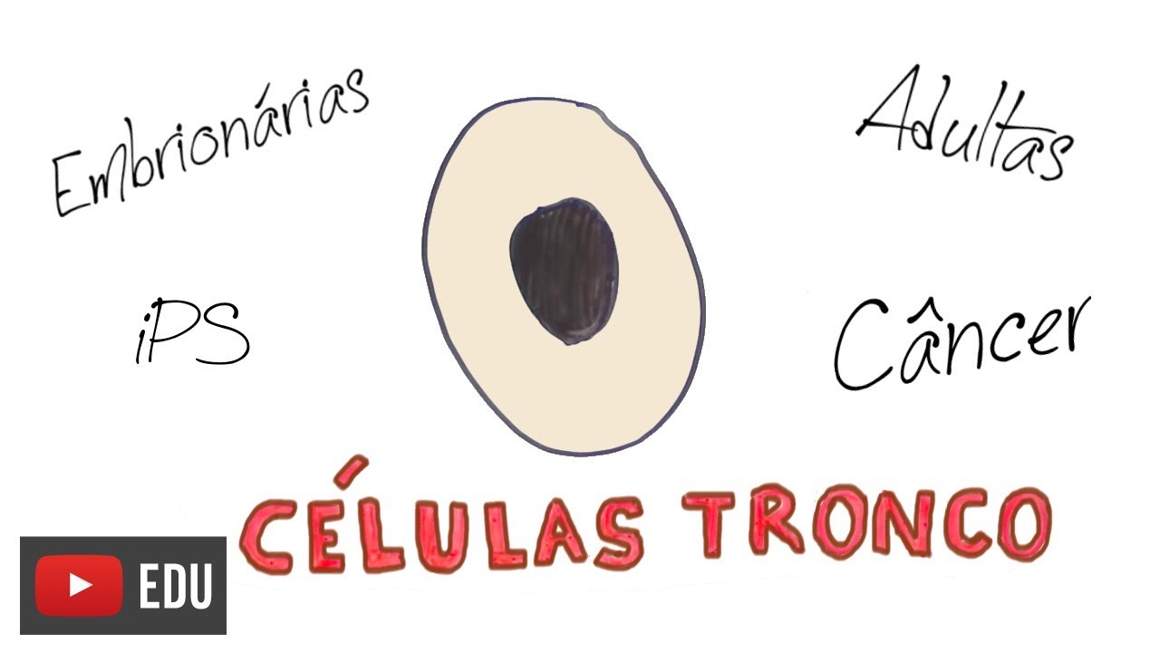 What are stem cells?