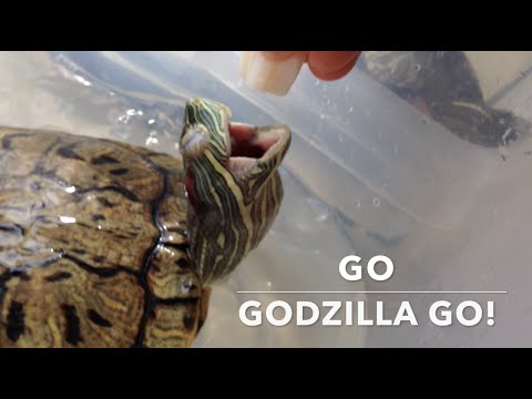 Turtle Adventures: Scallops Make Godzilla Sing!
