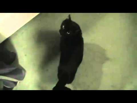 Talking Kitty Cat (Wake Up Kitty 10) 1 of 2 - YouTube.flv