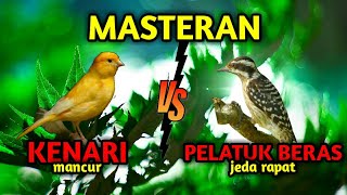 Download lagu MASTERAN KENARI MANCUR vs PELATUK BERAS   GEMERCIK AIR mp3